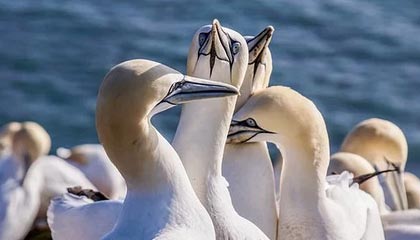 致命艺术与美学杀戮——新英雄“烬”的华丽登场