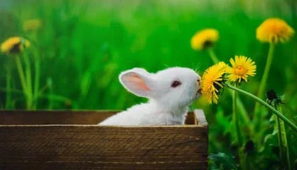 猪猪手机网：重新定义你的智能生活选择